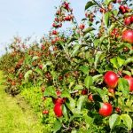 Stokes Farm Tourism in  Narkanda, Himachal Pradesh