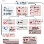 CPR Algorithm 2023 for DOGS and CATS