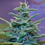 Wedding Cake (Hybrid)