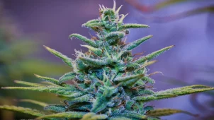 Wedding Cake (Hybrid)