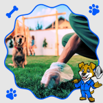 Best Dog Pooper Scooper Service for a Cleaner, Healthier Yard