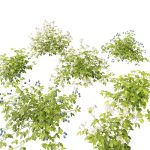 Low Poly Tree 3D Model for Games and Mobile Applications