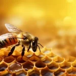 Grekisk Tallhonung – Naturlig Premiumhonung från Thasos 🌲🍯