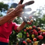 ☕ Latin American & African Coffee Farms: Where Every Cup Begins