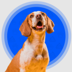 Best Dog Pooper Scooper Services for a Clean and Healthy Yard