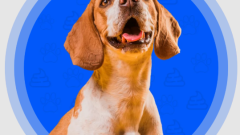 Best Dog Pooper Scooper Services for a Clean and Healthy Yard