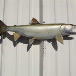 Find Mounted Fish for Sale and Premium Fish Mounts Near Me Today
