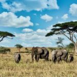 Luxury Wildlife Journeys Built Around You and Your Safari Dreams